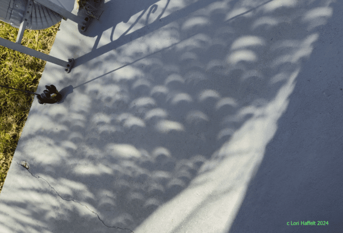 Palm Tree Partial Eclipse